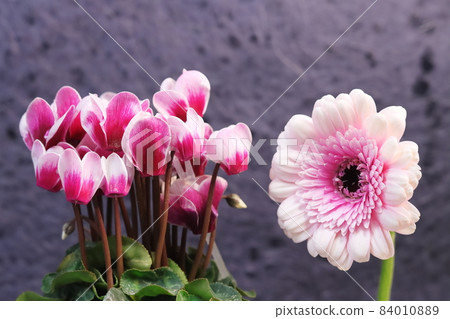 仙客來和非洲菊 仙客來和非洲菊 84010889