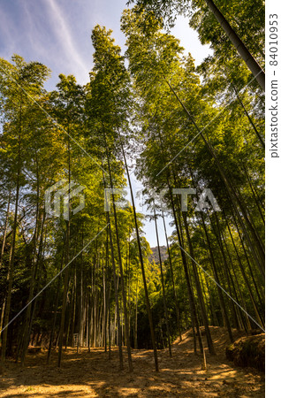 Arashiyama Bamboo forest in Kyoto Arashiyama Bamboo forest in Kyoto 84010953