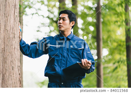 Forest work 84011568