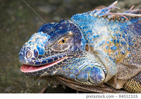 Portrait of a large blue iguana in natural habitat. Wildlife, lizard. 84012328