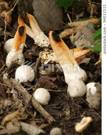 臭蘑菇_Kaninotsume 臭蘑菇_Kaninotsume 84012513