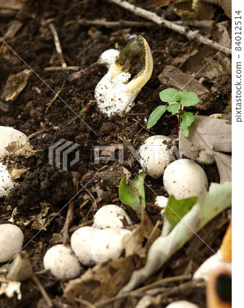 臭蘑菇_Kaninotsume 84012514