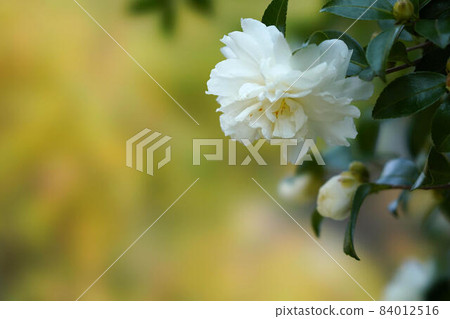 茶梅 茶梅 84012516