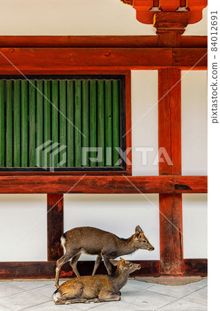 Deer couple in front of an old temple in Nara, Japan 84012691