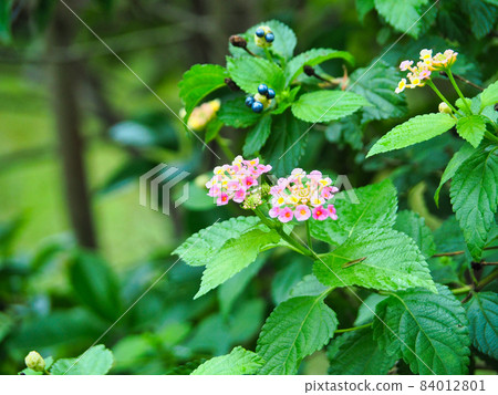 Lantana flowers that have bloomed 84012801
