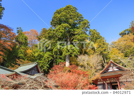 Autumn leaves of Shishiyama Shrine Autumn leaves of Shishiyama Shrine 84012971