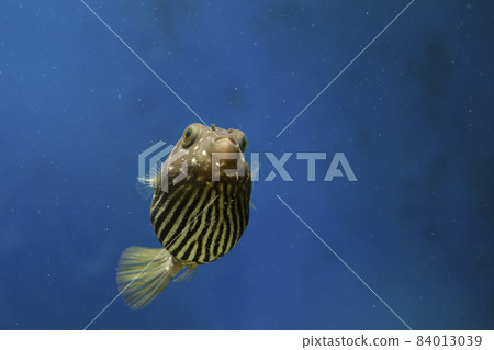 Fugu Sazanami Puffer Fish Saltwater Fish White-spotted puffer puffer Fugu Sazanami Puffer Fish Saltwater Fish White-spotted puffer puffer 84013039