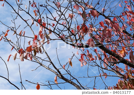 Yamazakura autumn leaves Yamazakura autumn leaves 84013177