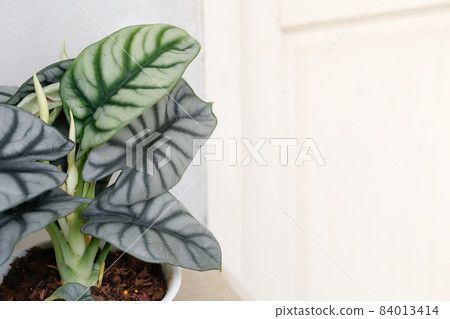 beautiful indoor plant Alocasia silver dragon 84013414