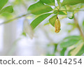 Golden chrysalis 84014254