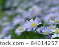 Purple flower 84014257