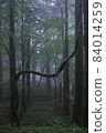 Branches that grow freely in the forest 84014259