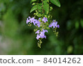 Puppet purple flowers 84014262