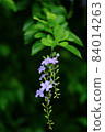 Puppet purple flowers 84014263