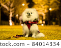 White Pomeranian sitting on a row of ginkgo trees 84014334