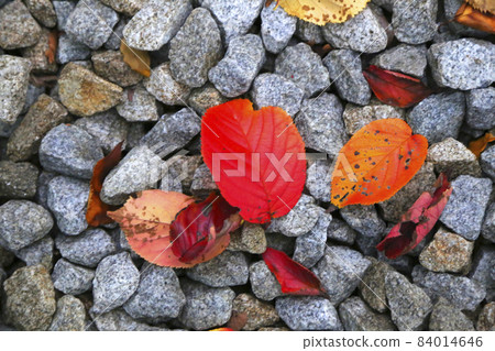 Fall foliage and stones in autumn 84014646