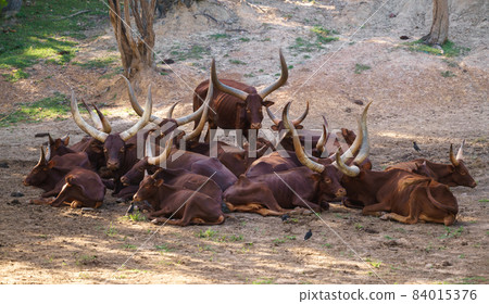 herd of ankole watusi cattle herd of ankole watusi cattle 84015376