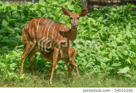 Female Nyala antelope (Tragelaphus angasii) with young lamb Female Nyala antelope (Tragelaphus angasii) with young lamb 84015380