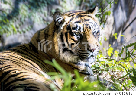 Close-up of a tiger lying down and staring into the distance Close-up of a tiger lying down and staring into the distance 84015613