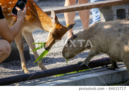 農場,水豚,梅花鹿,農場、カピバラ、ニホンジカ、Farm, capybara, sika deer, 農場,水豚,梅花鹿,農場、カピバラ、ニホンジカ、Farm, capybara, sika deer, 84015717