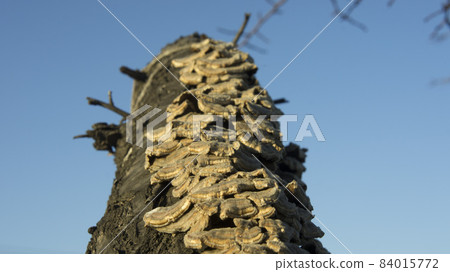 Wood rowing on a tree against a blue sky Wood rowing on a tree against a blue sky 84015772