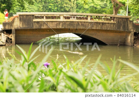 Monitor lizard swimming in a waterway in Lumpini Park, Bangkok, Thailand 84016114