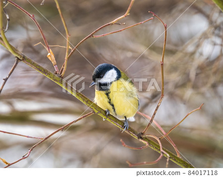 Cute bird Great tit, songbird sitting on a branch without leaves in the autumn or winter. Cute bird Great tit, songbird sitting on a branch without leaves in the autumn or winter. 84017118