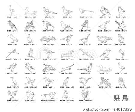 47 prefectures_prefectural bird list_line drawing 84017359