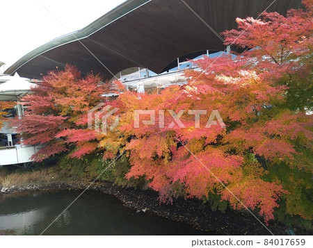 Autumn leaves 84017659