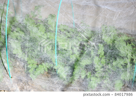 Cultivation of radish by non-woven tunnel hanging 84017986