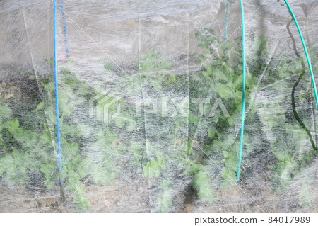 Cultivation of radish by non-woven tunnel hanging 84017989