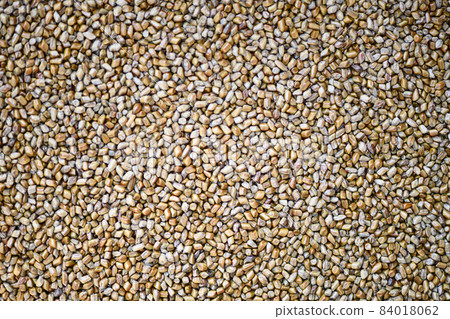 Seeds of medicinal herb Sicklepod (Ebisu grass) Seeds of medicinal herb Sicklepod (Ebisu grass) 84018062