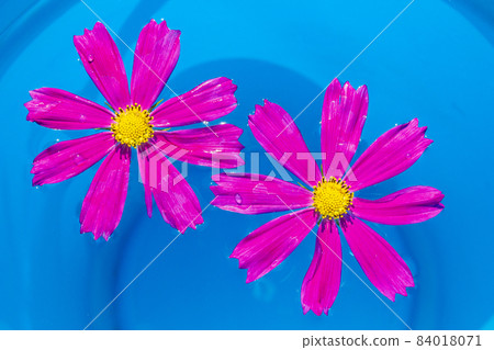 An overhead view of pink flowers called kosmeya floating in the pool, with the pool's blurred blue. Spa concept. Summer mood. Pink chamomile. An overhead view of pink flowers called kosmeya floating in the pool, with the pool's blurred blue. Spa concept. Summer mood. Pink chamomile. 84018071