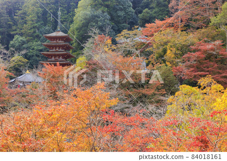 Autumn leaves of Hase-dera Temple Autumn leaves of Hase-dera Temple 84018161