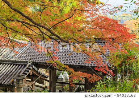Hase-dera寺廟秋葉 Hase-dera寺廟秋葉 84018168