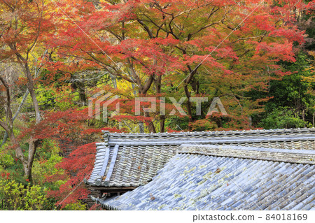 Autumn leaves of Hase-dera Temple 84018169