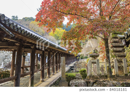 Autumn leaves of Hase-dera Temple Autumn leaves of Hase-dera Temple 84018181