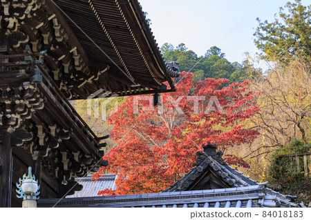 Autumn leaves of Hase-dera Temple Autumn leaves of Hase-dera Temple 84018183