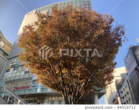 Shinjuku meeting tree Shinjuku meeting tree 84018712