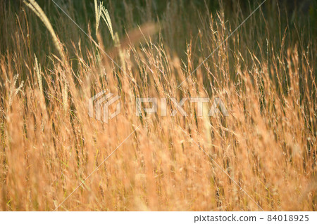 Background material of dead grass (Meriken Karukaya) 84018925