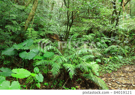 Yambaru National Park Yambaru Forest 84019121