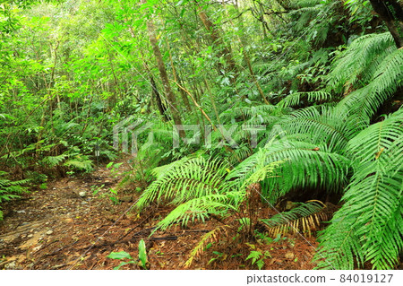 Yambaru National Park Yambaru Forest 84019127