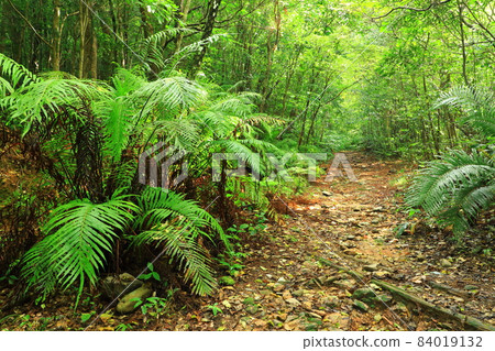 Yambaru National Park Yambaru Forest 84019132