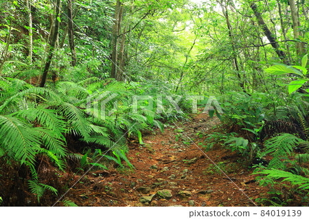 Yambaru National Park Yambaru Forest 84019139