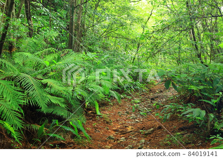 Yambaru National Park Yambaru Forest 84019141