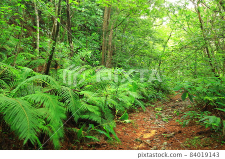 Yambaru National Park Yambaru Forest 84019143