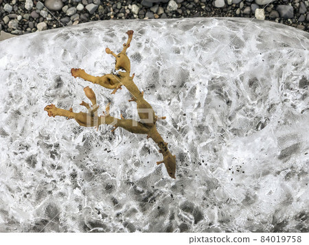An endemic plant on ice in Iceland 84019758