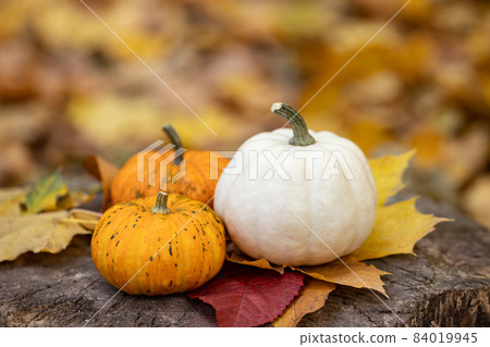 Small pumpkins on a stump in the autumn forest. 84019945