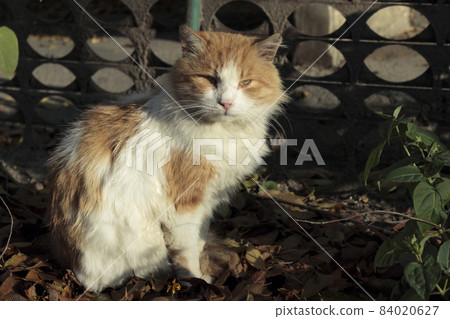 A homeless red and white cat sits on the ground. 84020627