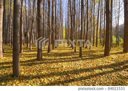 Dori Village, Gyeongju-si, Gyeongsangbuk-do Dori Village, Gyeongju-si, Gyeongsangbuk-do 84021531